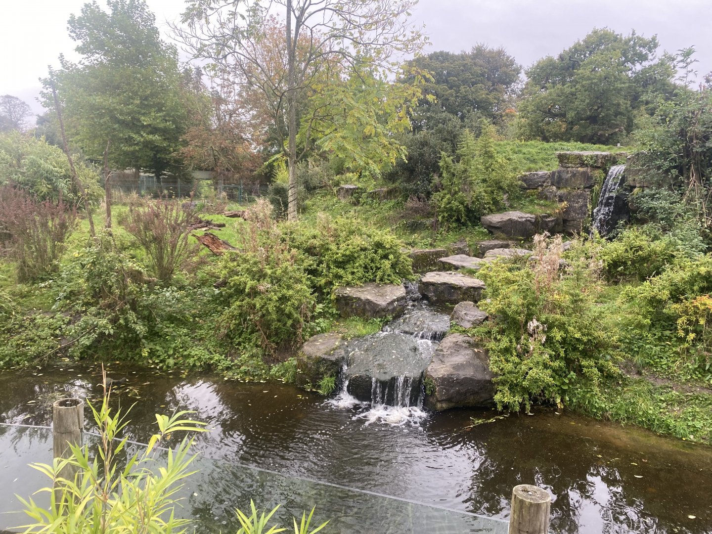 Spectacled bear exhibit 181021