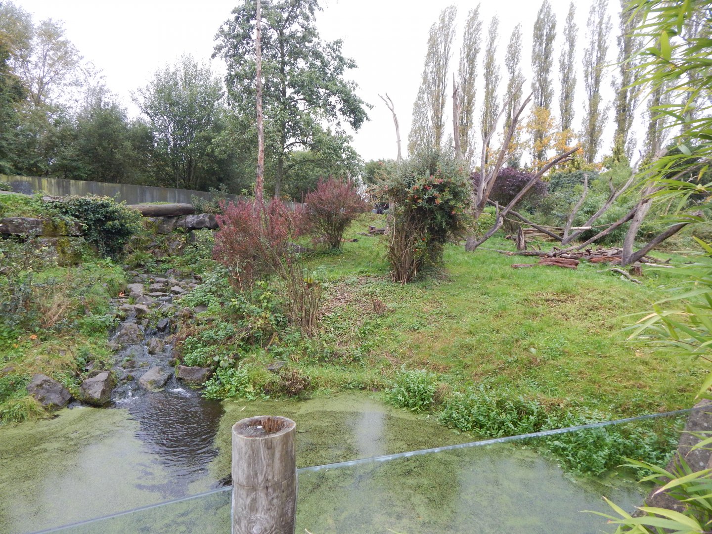 Spectacled bear exhibit 181021