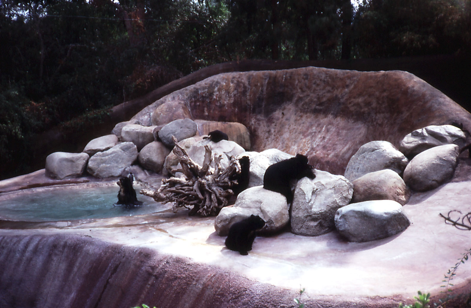Spectacled Bear exhibit - 1987