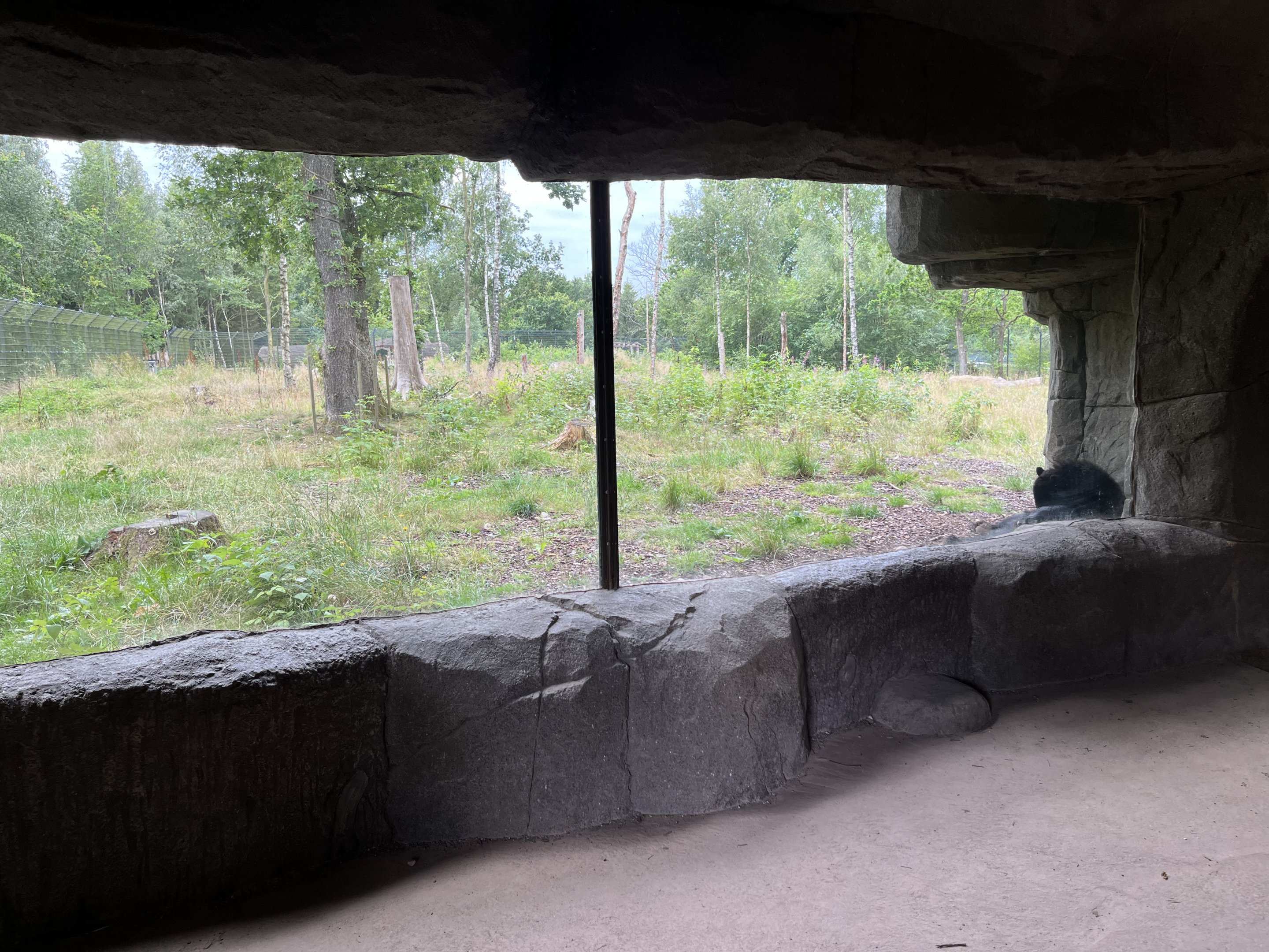 Spectacled Bear Exhibit #2
