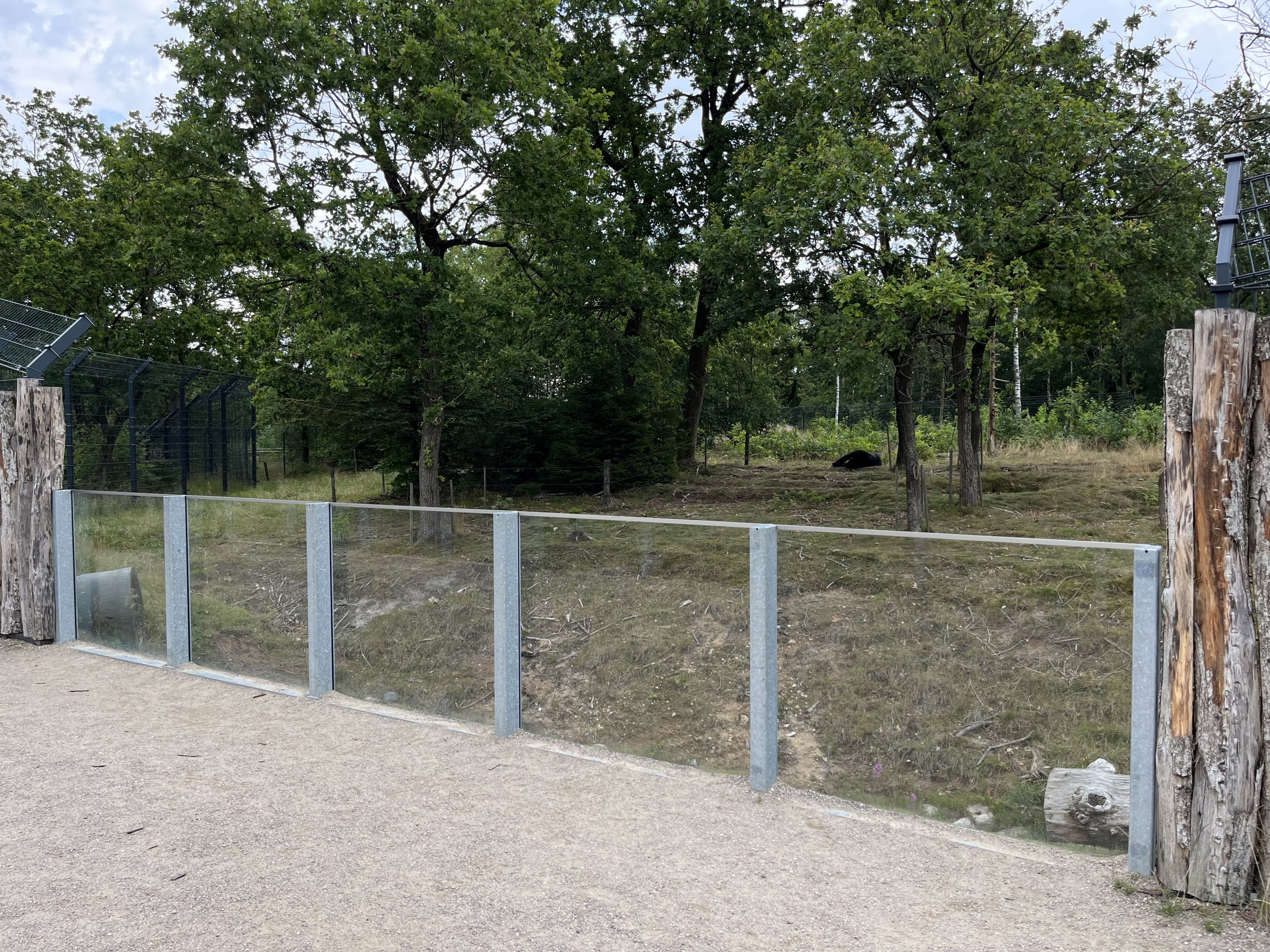 Spectacled Bear Exhibit #2