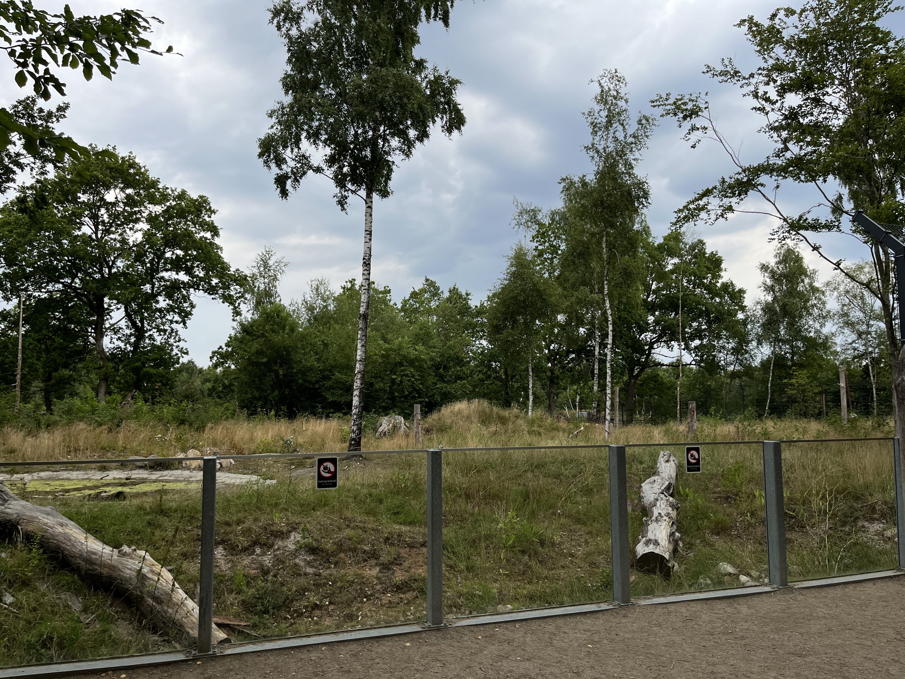 Spectacled Bear Exhibit #2