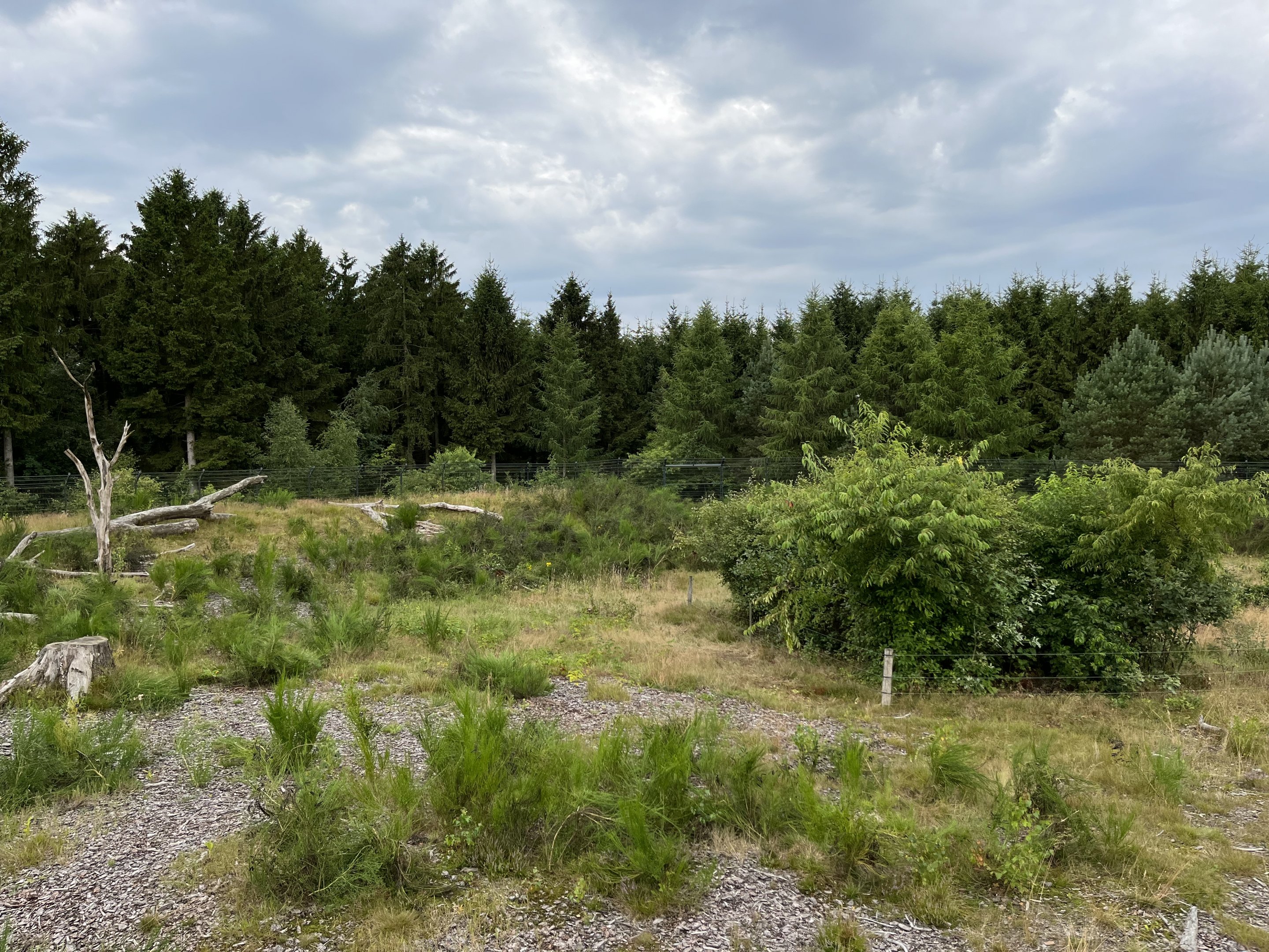 Spectacled Bear Exhibit #2