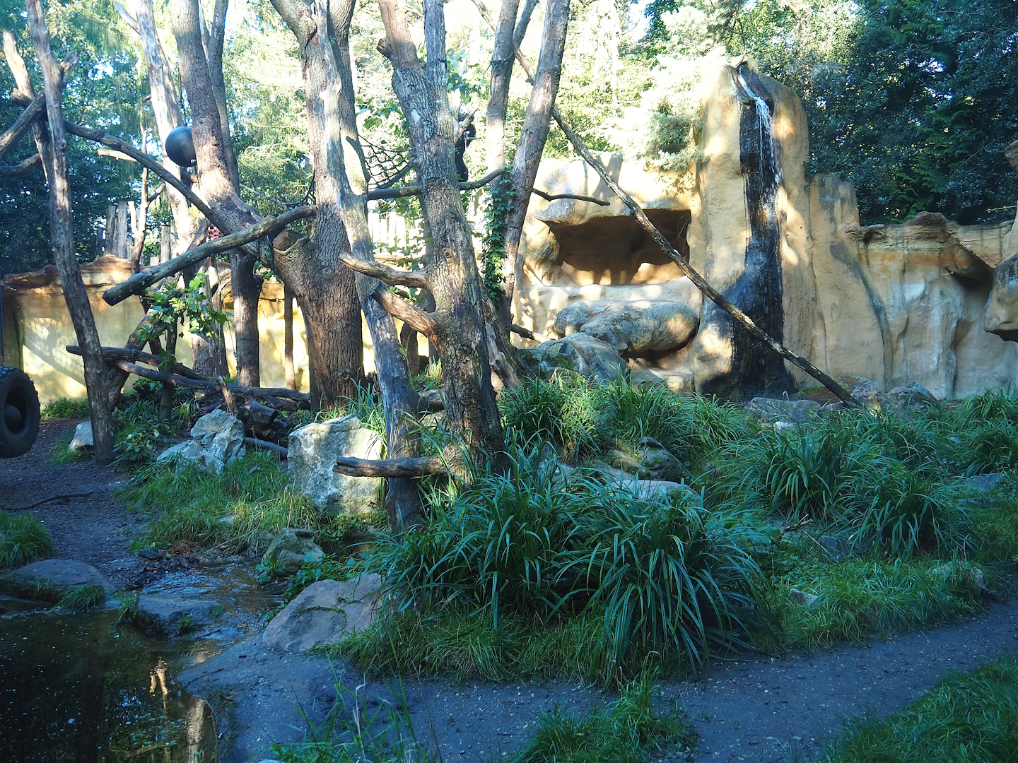 Spectacled bear exhibit, 2023-09-24