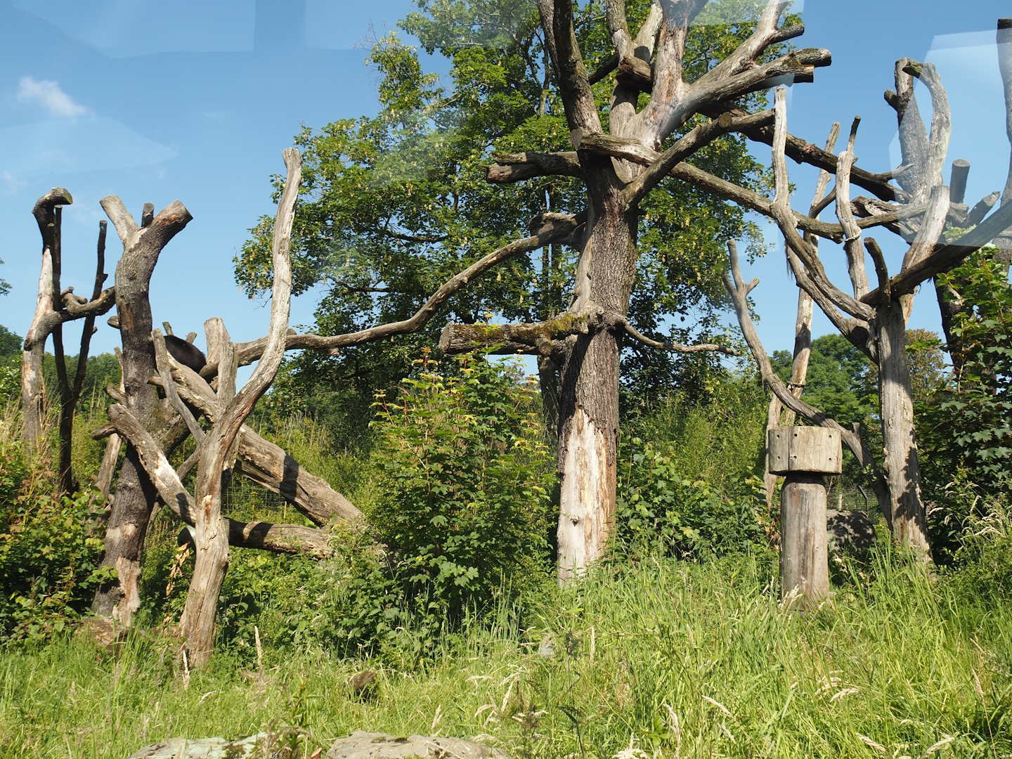 Spectacled bear exhibit, 2024-06-08