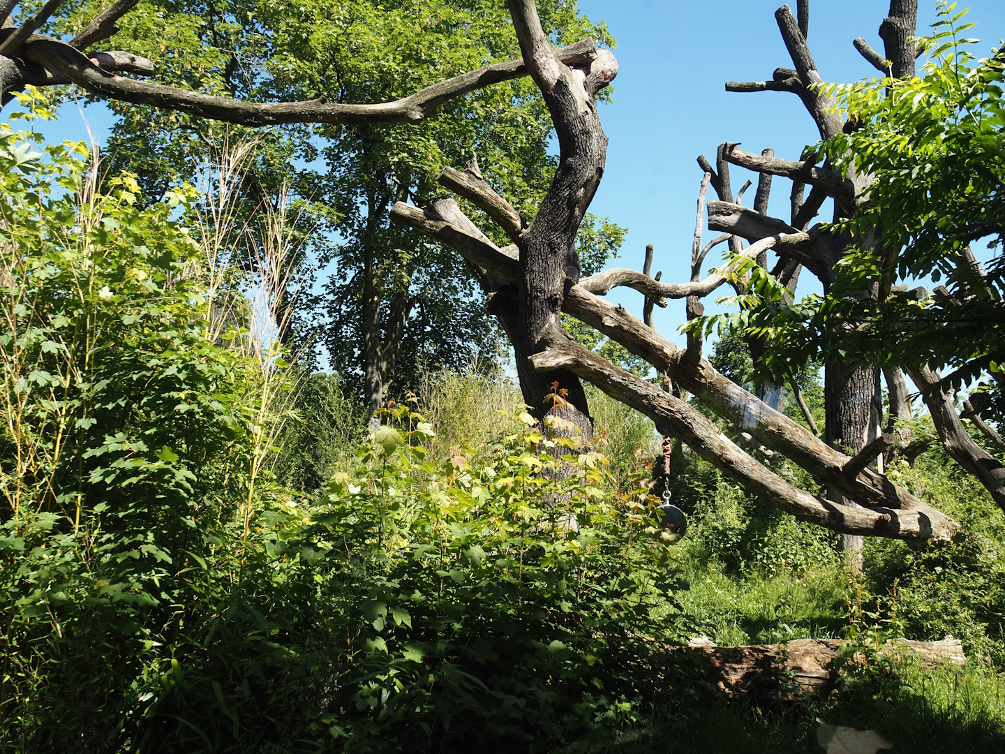 Spectacled bear exhibit, 2024-06-08