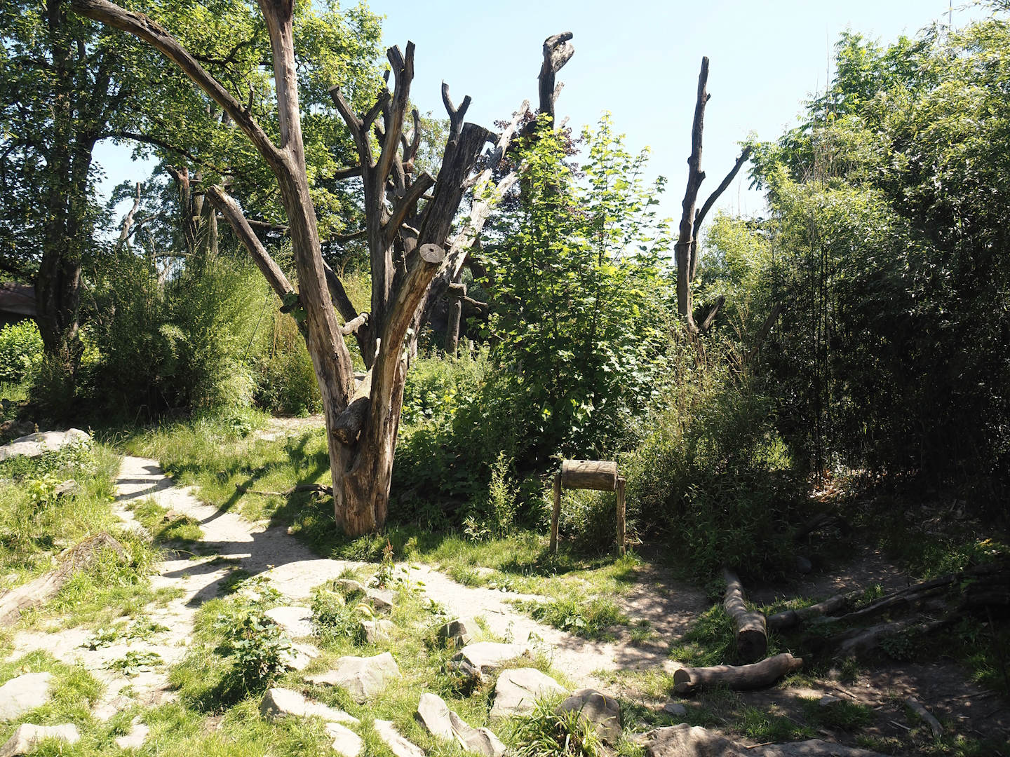 Spectacled bear exhibit, 2024-06-08
