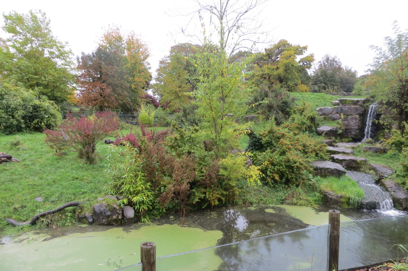 Spectacled bear exhibit 261019