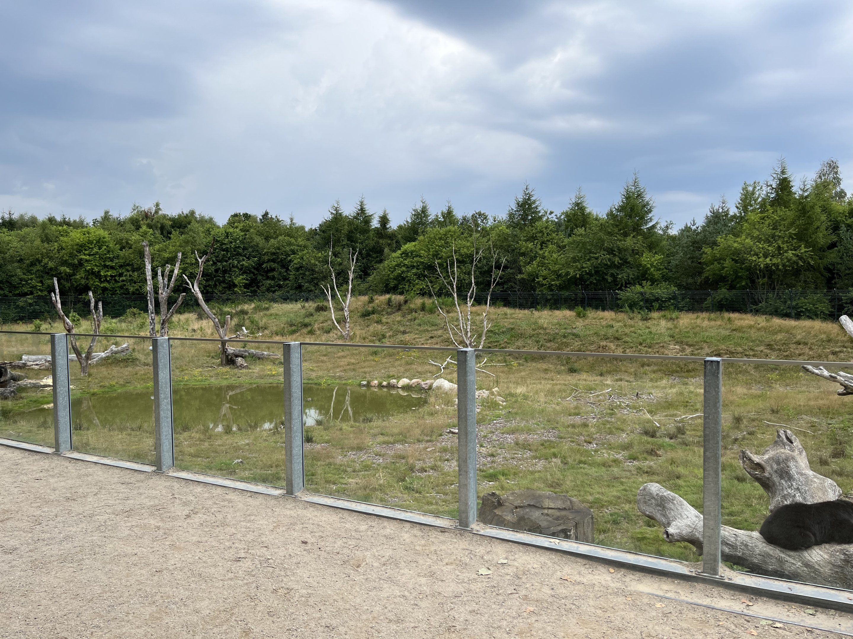 Spectacled Bear Exhibit #3