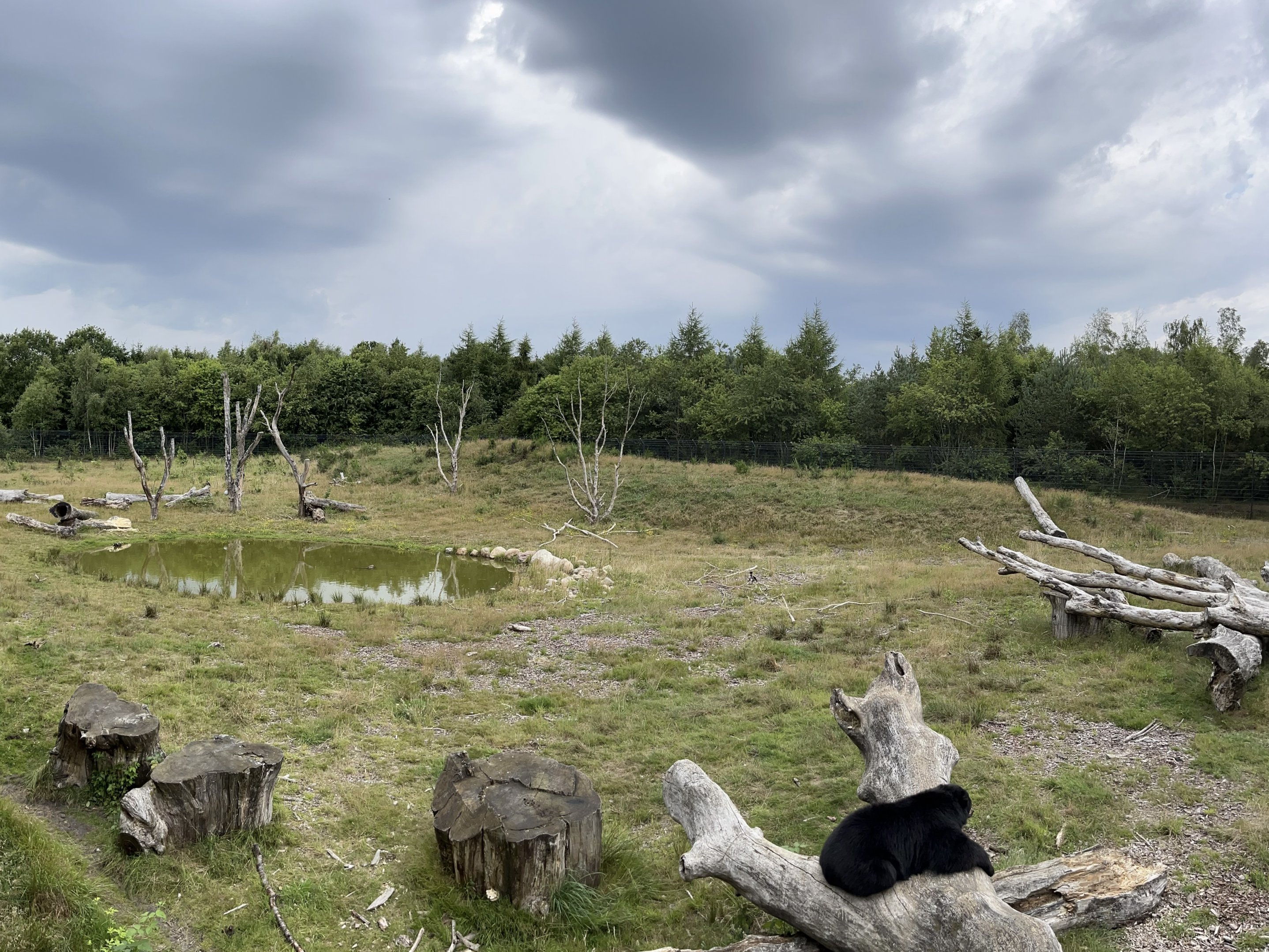 Spectacled Bear Exhibit #3