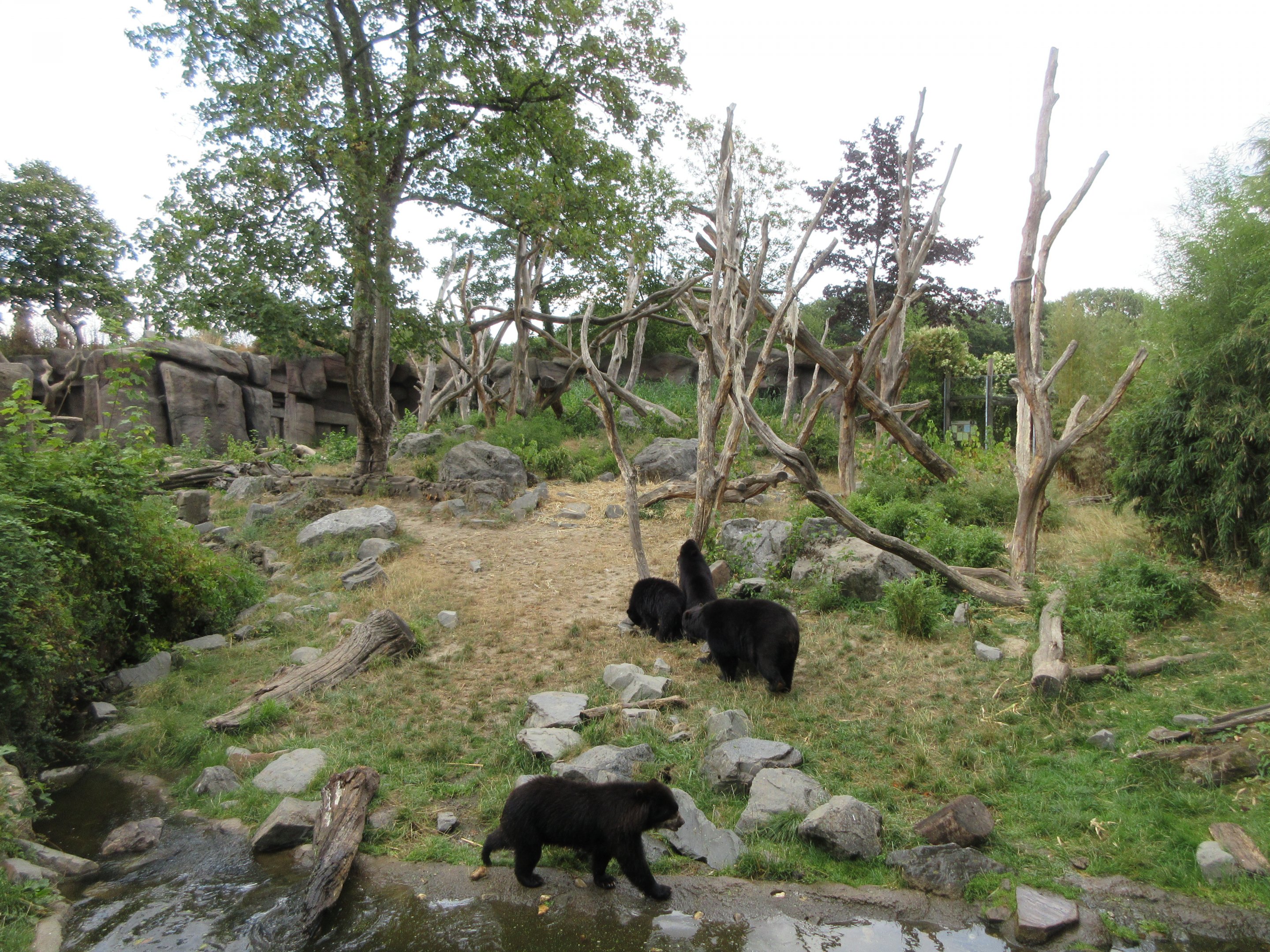 Spectacled Bear Exhibit (4 bears)