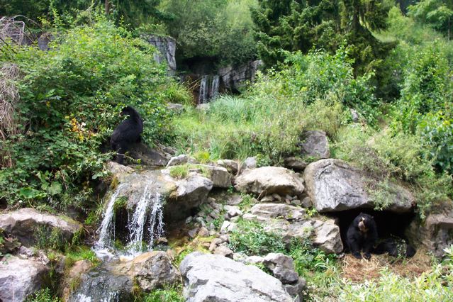 Spectacled bear exhibit at Zurich