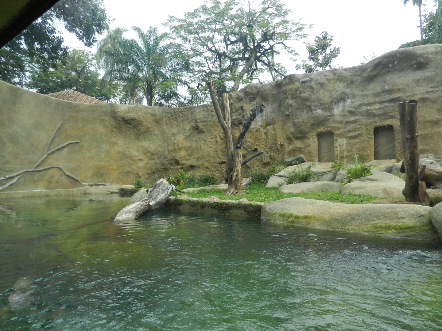 Spectacled bear exhibit - BioParque do Rio