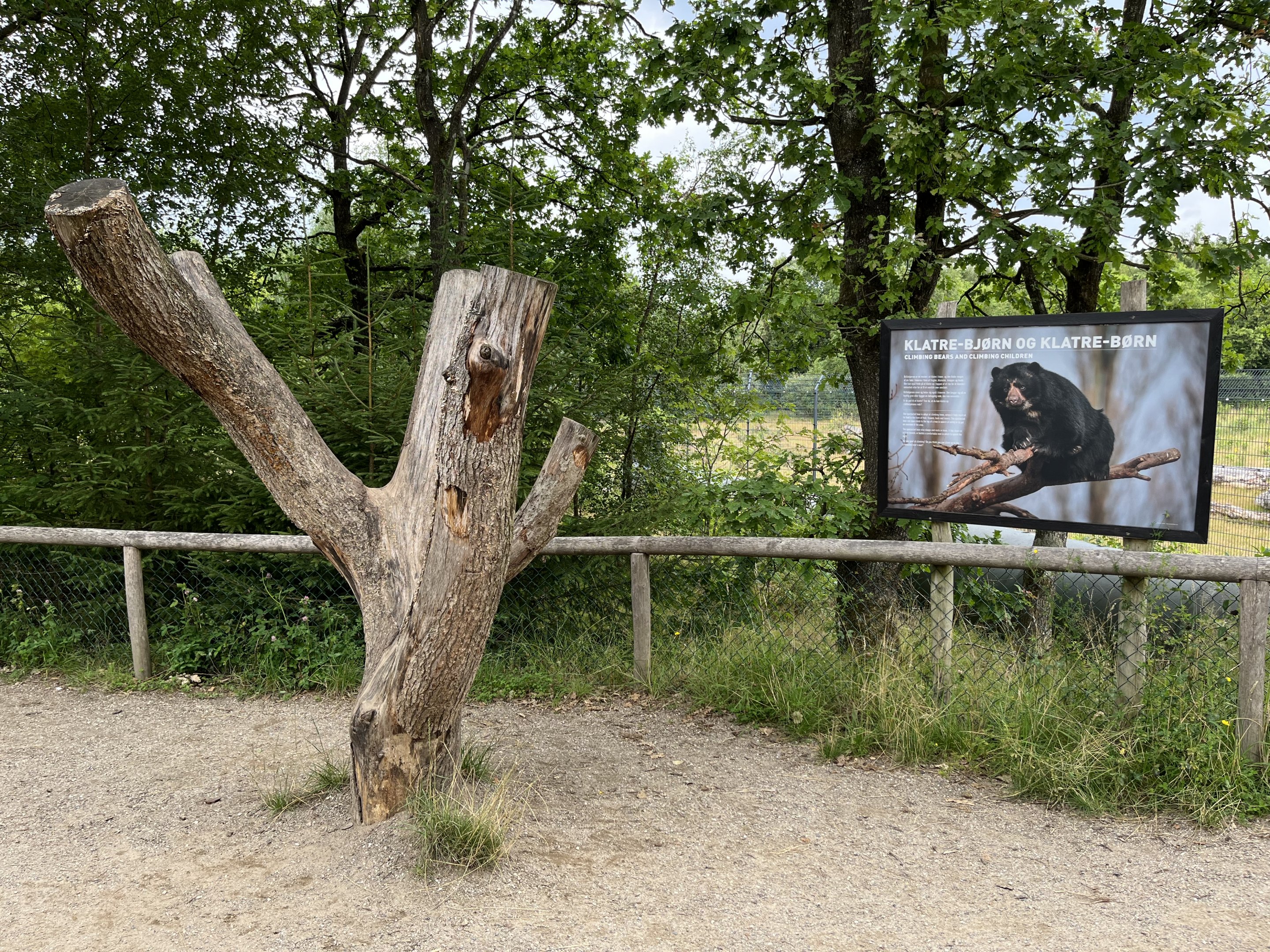 Spectacled Bear Exhibit Climbing Tree