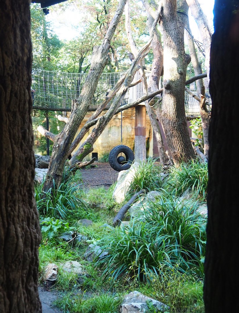 Spectacled bear exhibit, seen from viewing window in the parakeet aviary, 2023-09-24