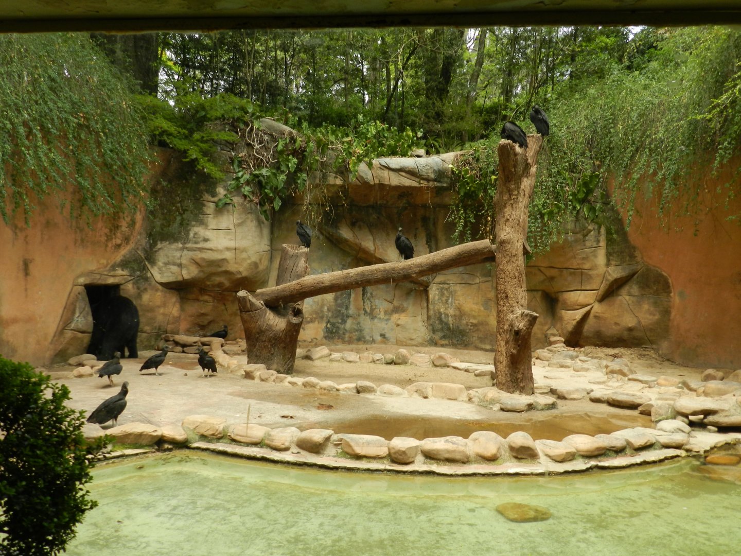 Spectacled bear exhibit - Sorocaba zoo (PZMQB)