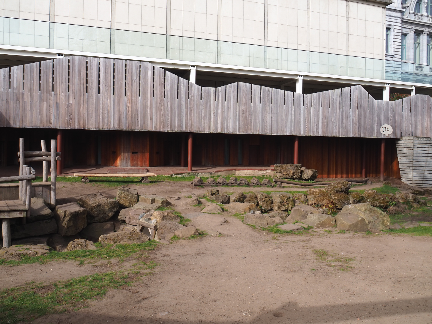 Spectacled bear exhibit temporarily serving as a playground area during renovations, 2022-03-16
