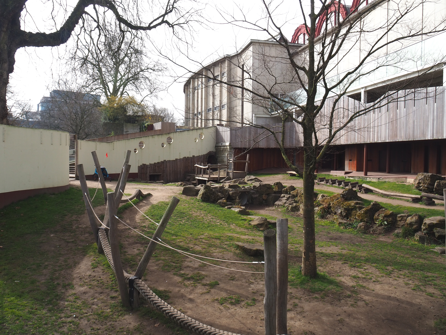 Spectacled bear exhibit temporarily serving as a playground area during renovations, 2022-03-16