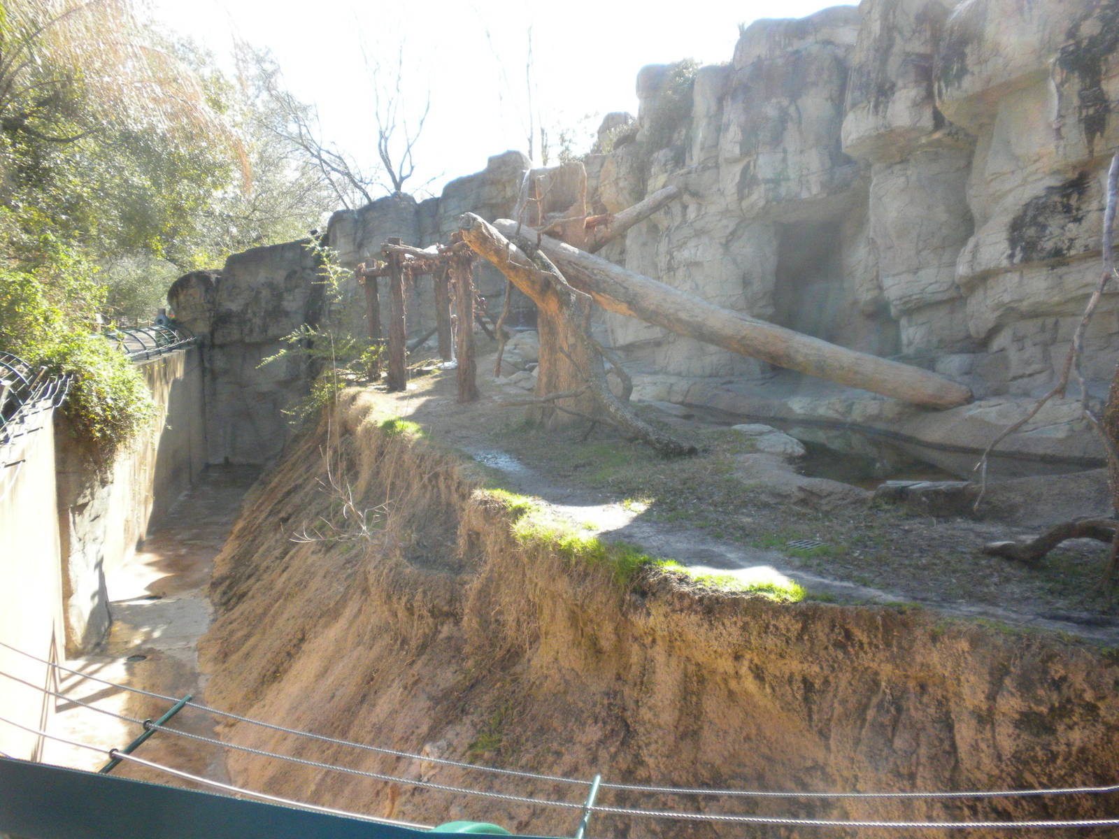 Spectacled Bear exhibit