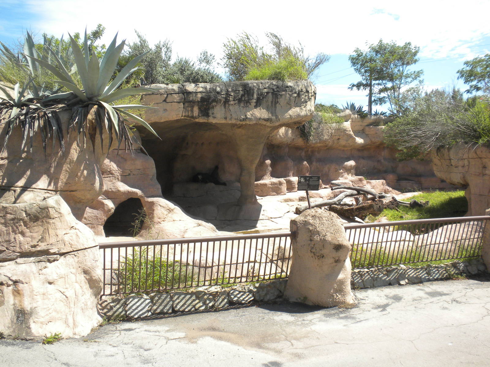 Spectacled Bear exhibit