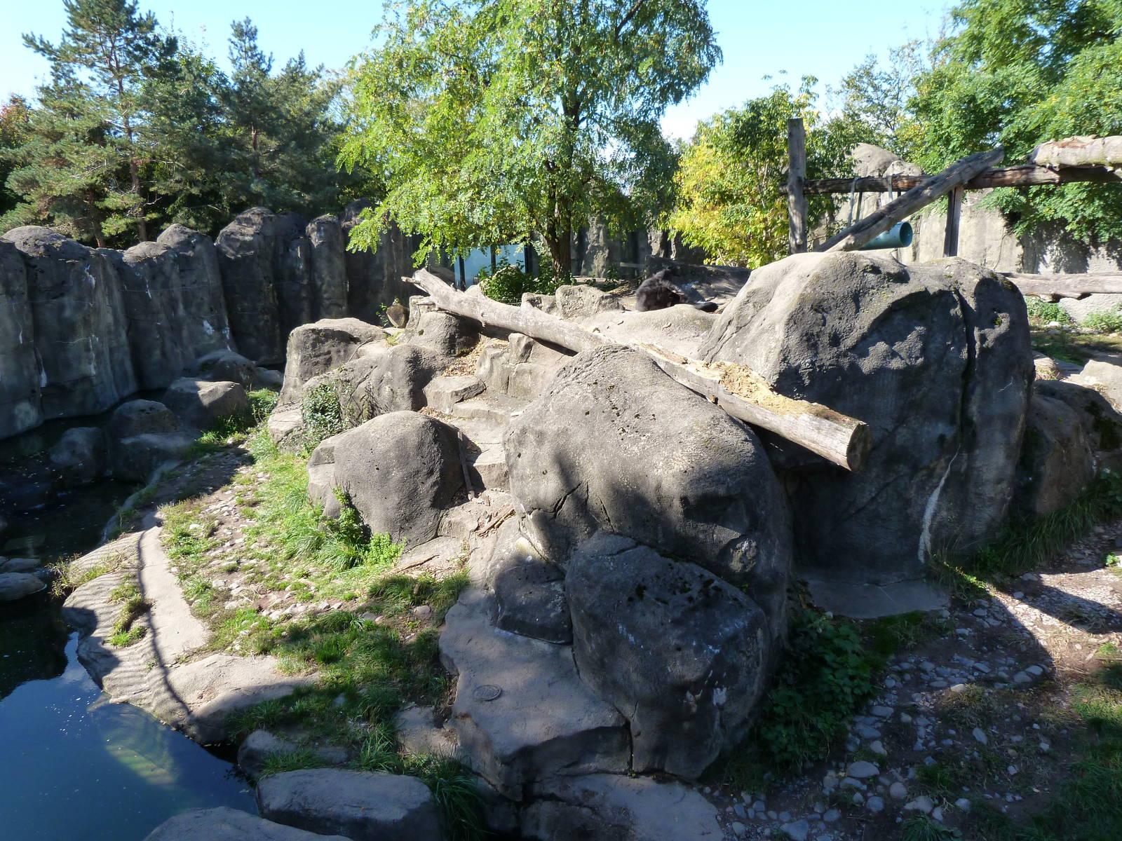Spectacled Bear Exhibit