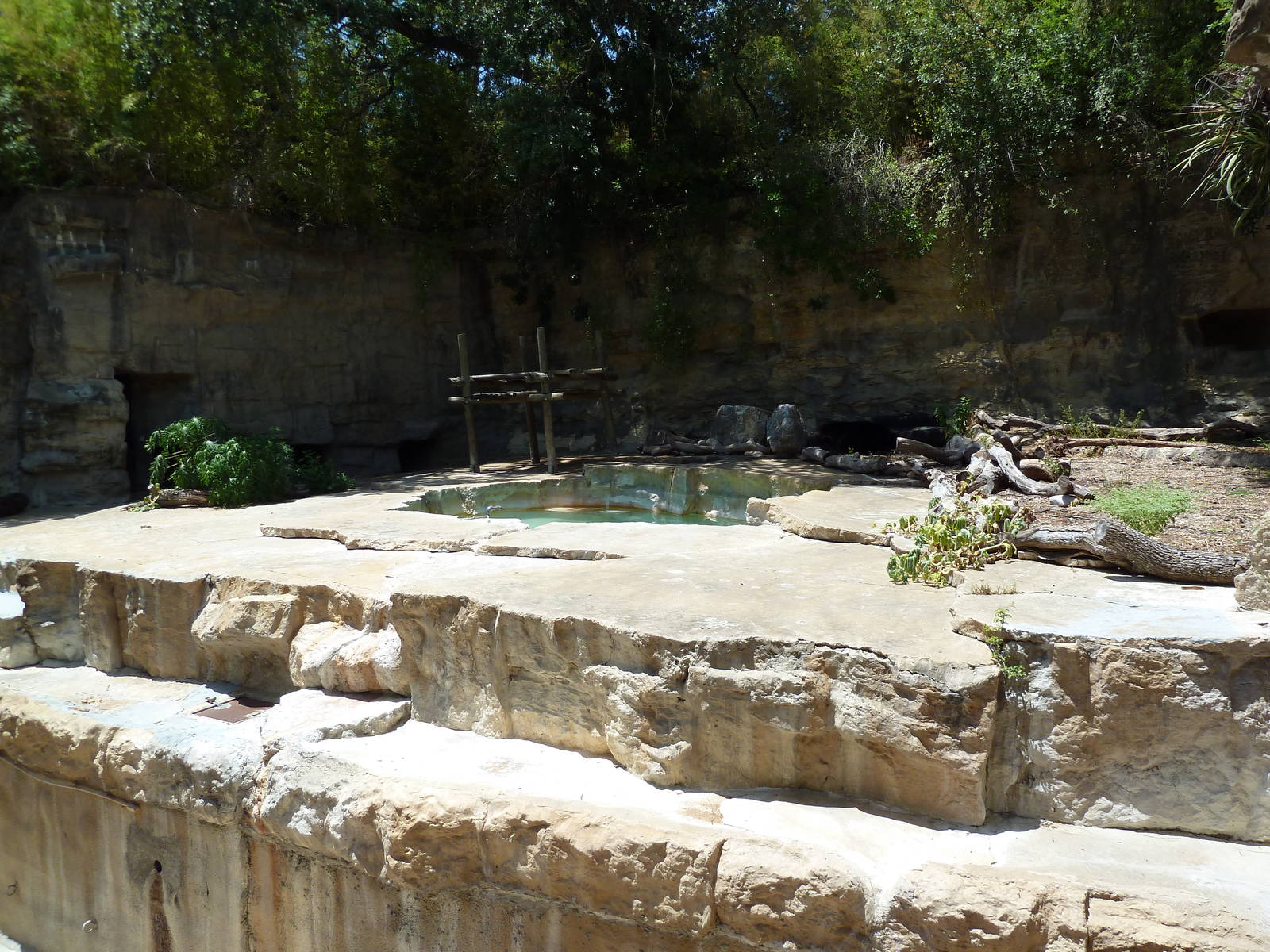 Spectacled Bear Exhibit