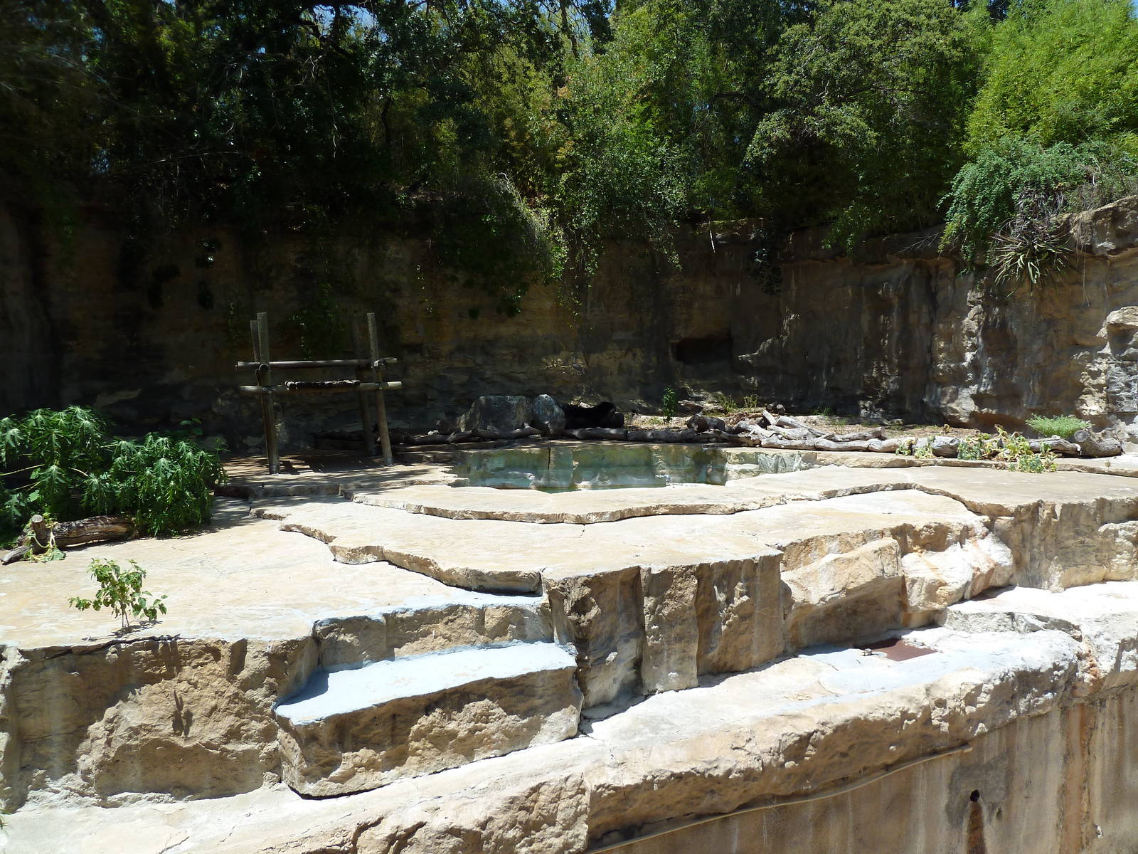 Spectacled Bear Exhibit
