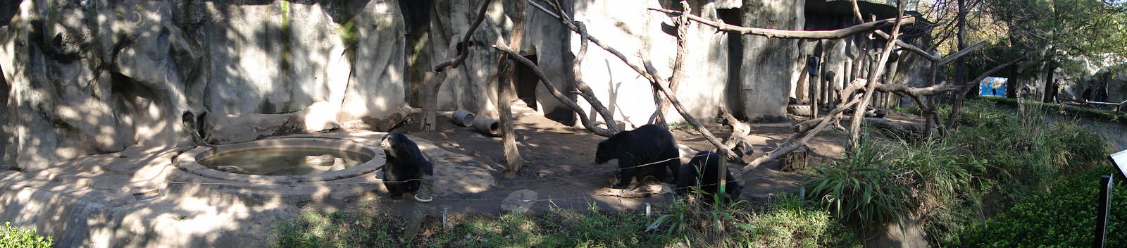 Spectacled Bear Exhibit