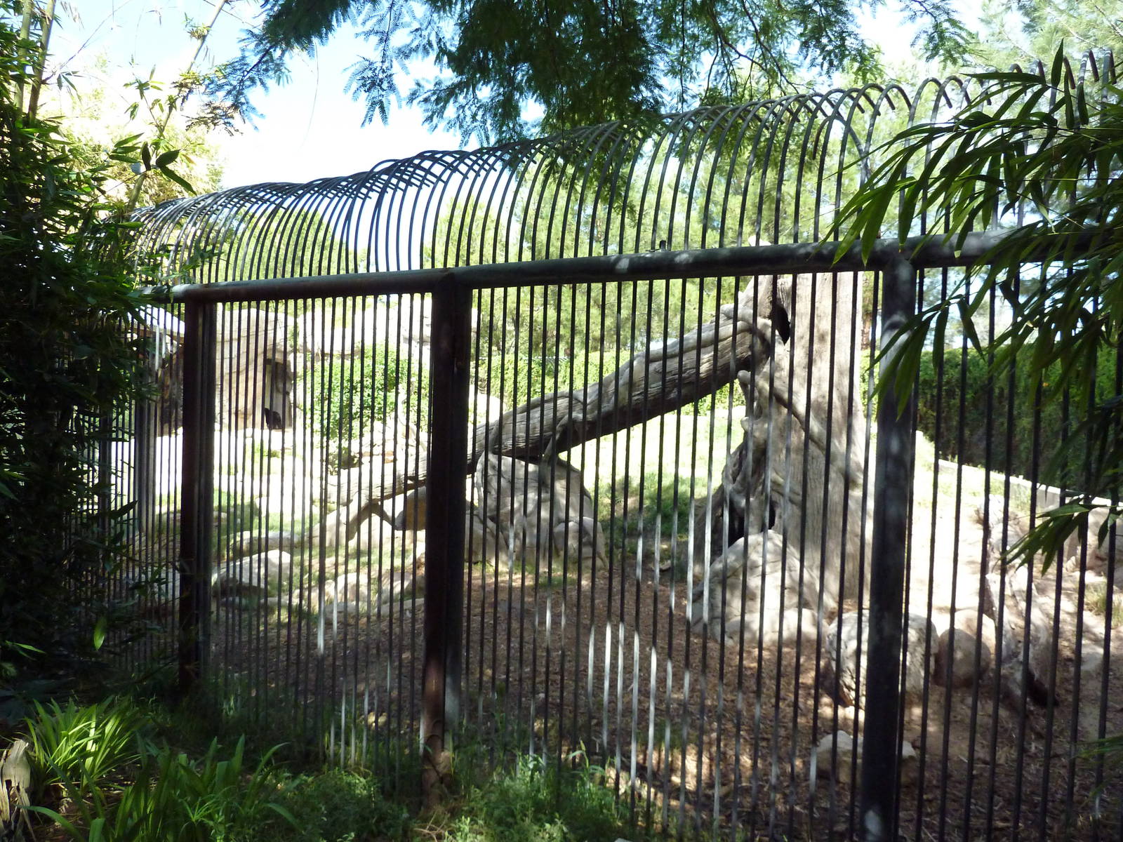 Spectacled Bear Exhibit