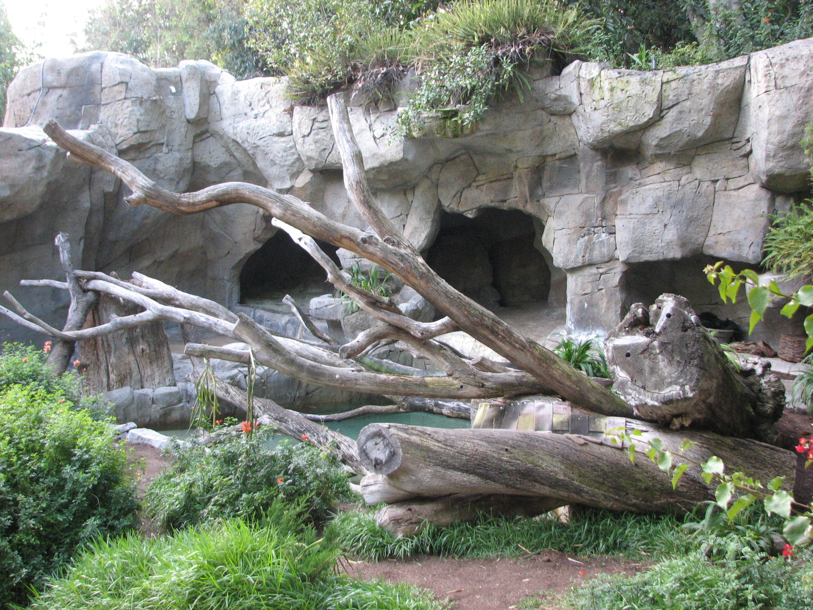 Spectacled Bear Exhibit