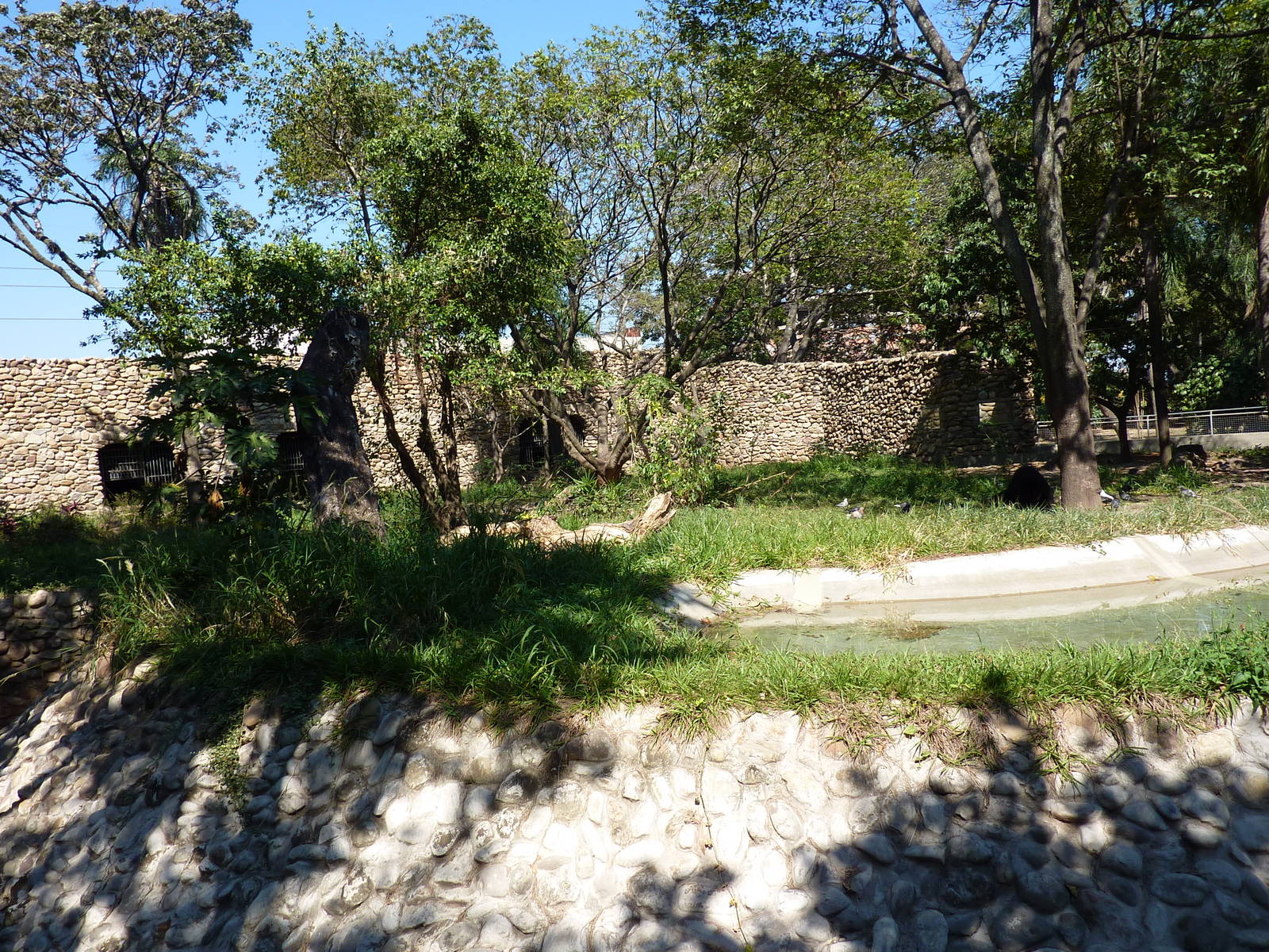 Spectacled bear exhibit