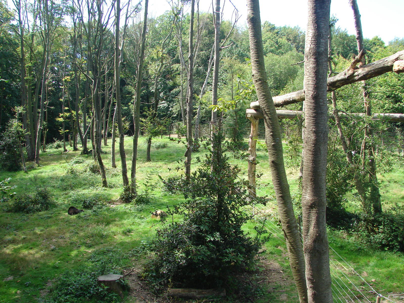 Spectacled bear exhibit