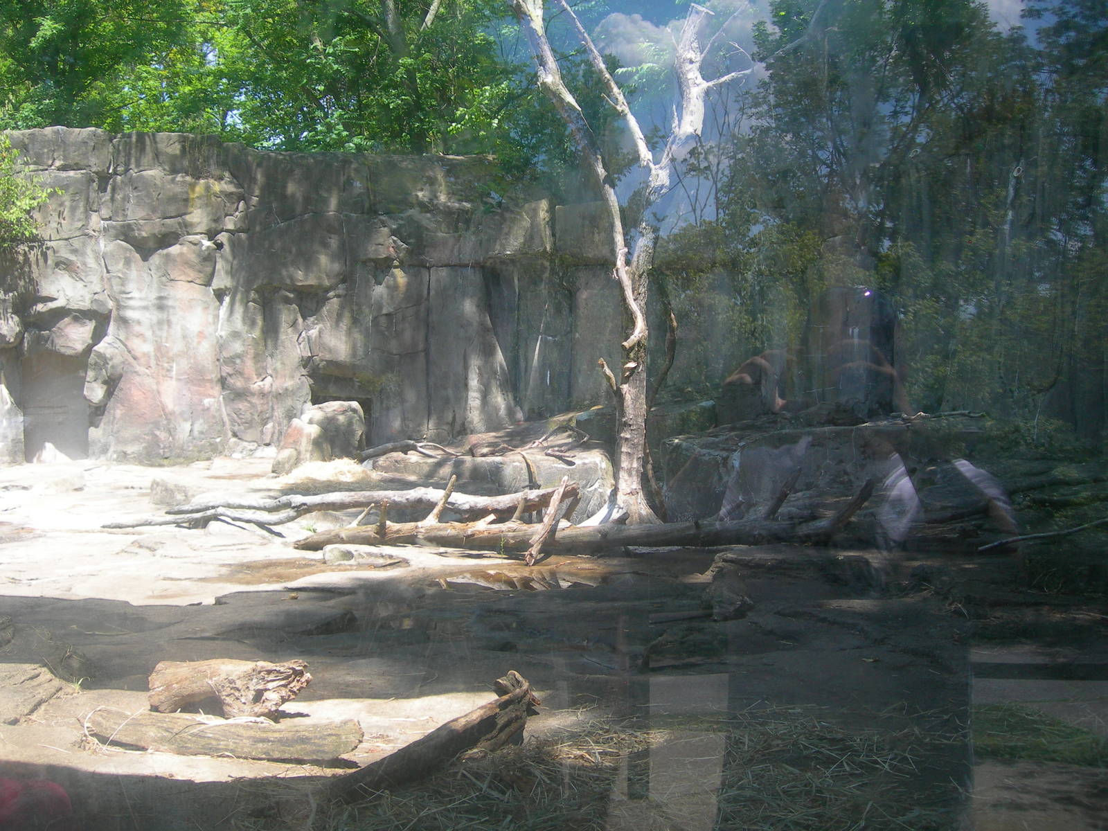 Spectacled Bear Exhibit