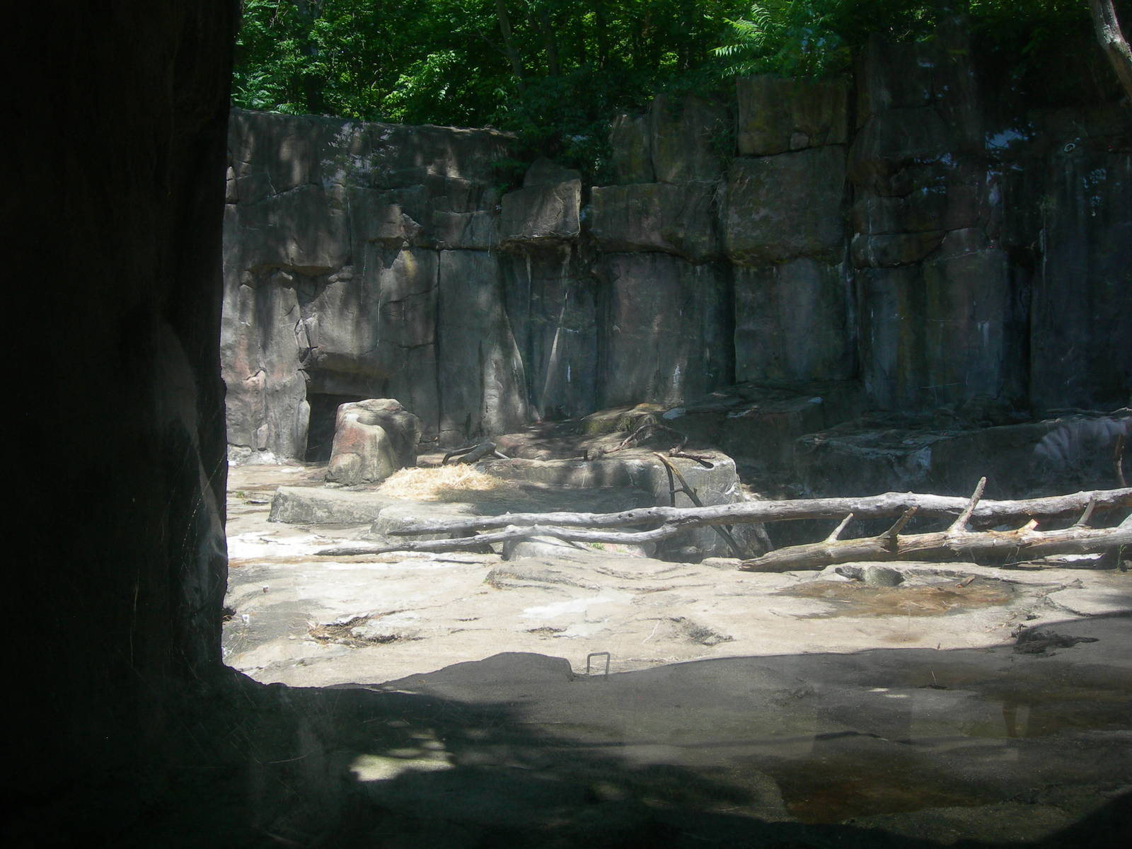 Spectacled Bear Exhibit