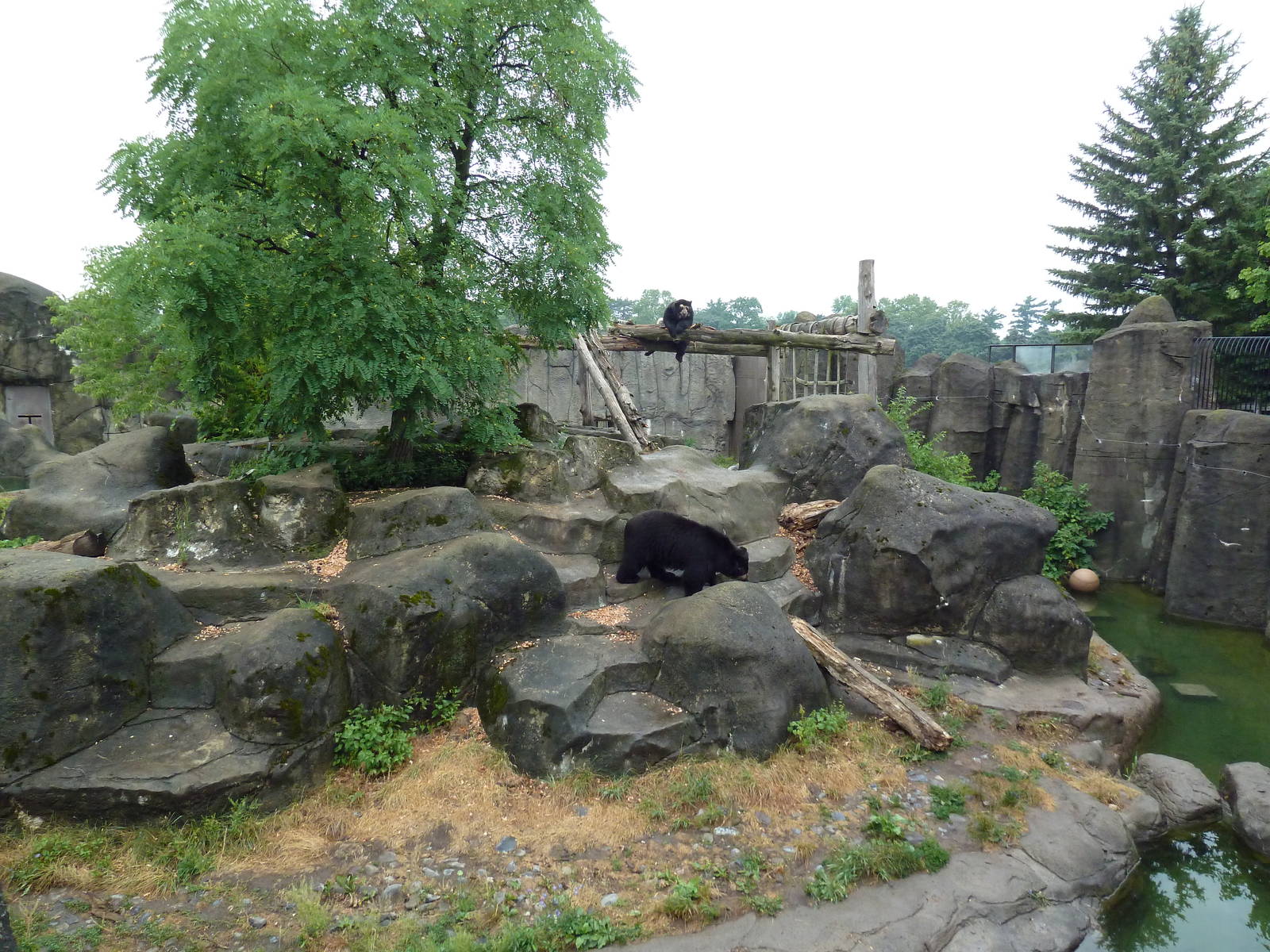 Spectacled Bear Exhibit