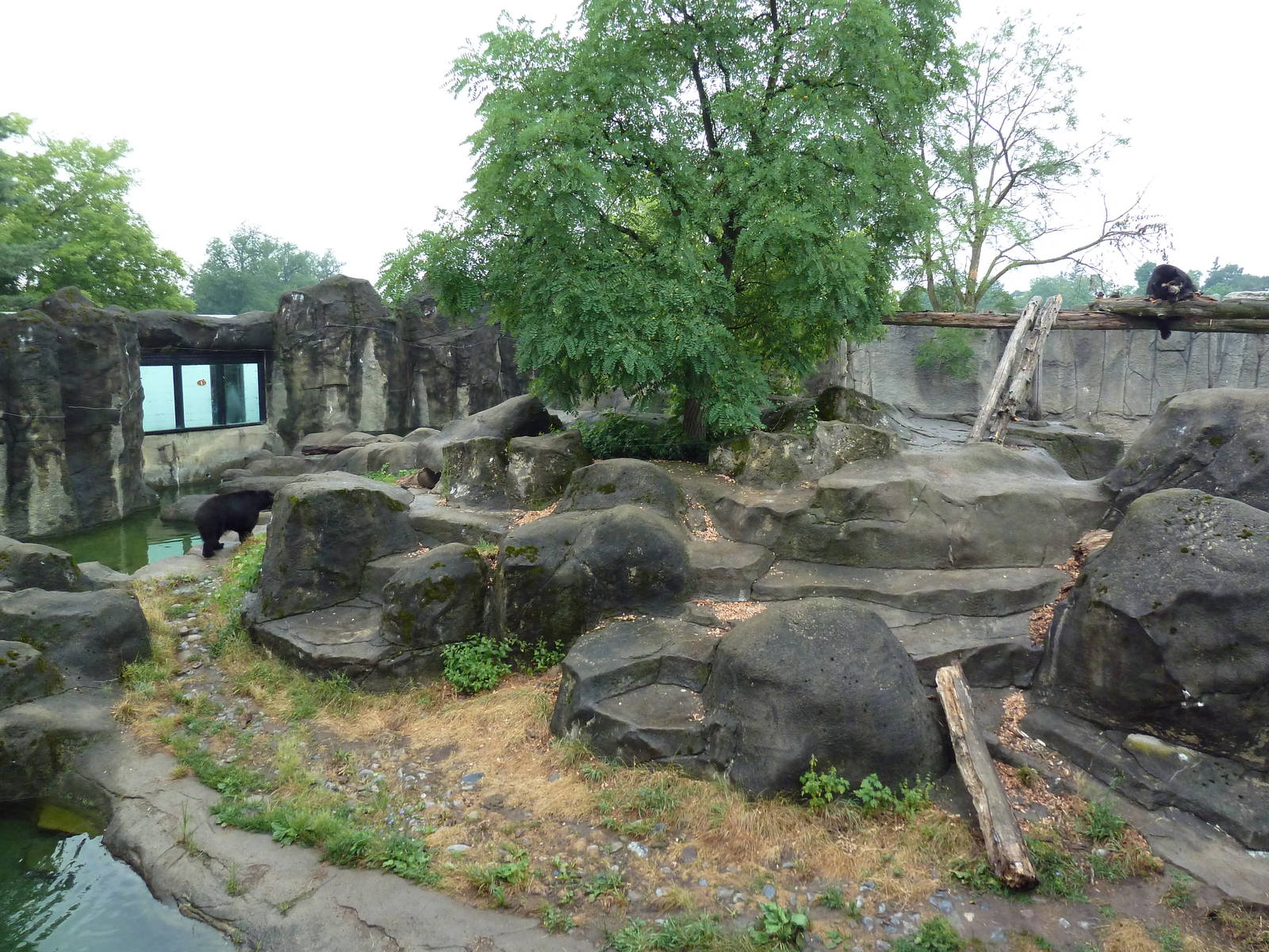 Spectacled Bear Exhibit