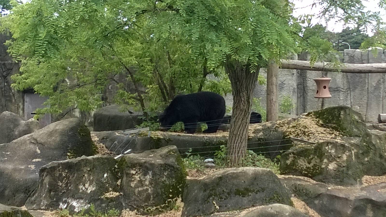 Spectacled Bear Exhibit