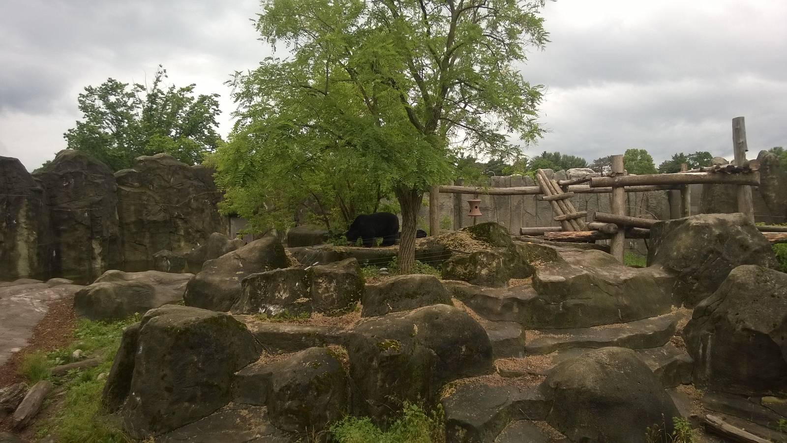 Spectacled Bear Exhibit