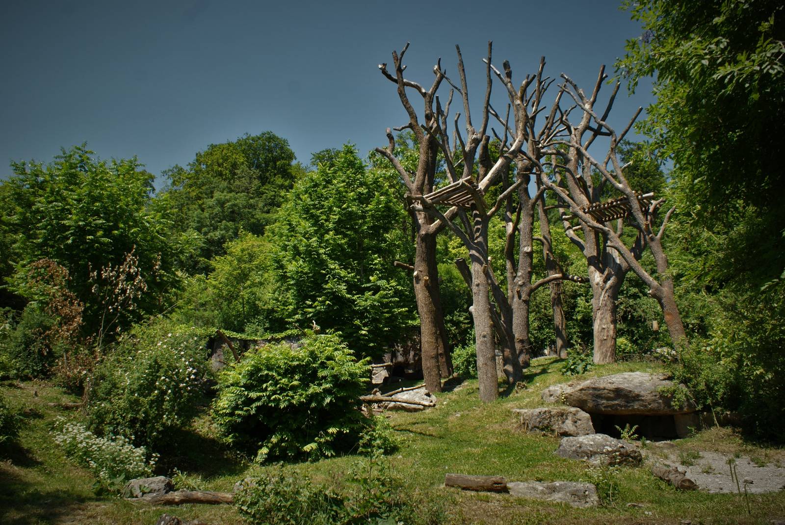 Spectacled bear exhibit