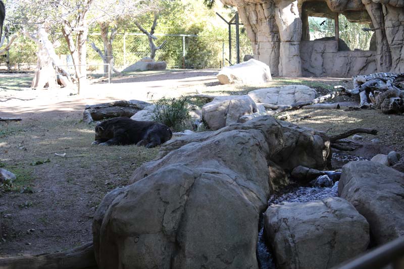 spectacled bear exhibit