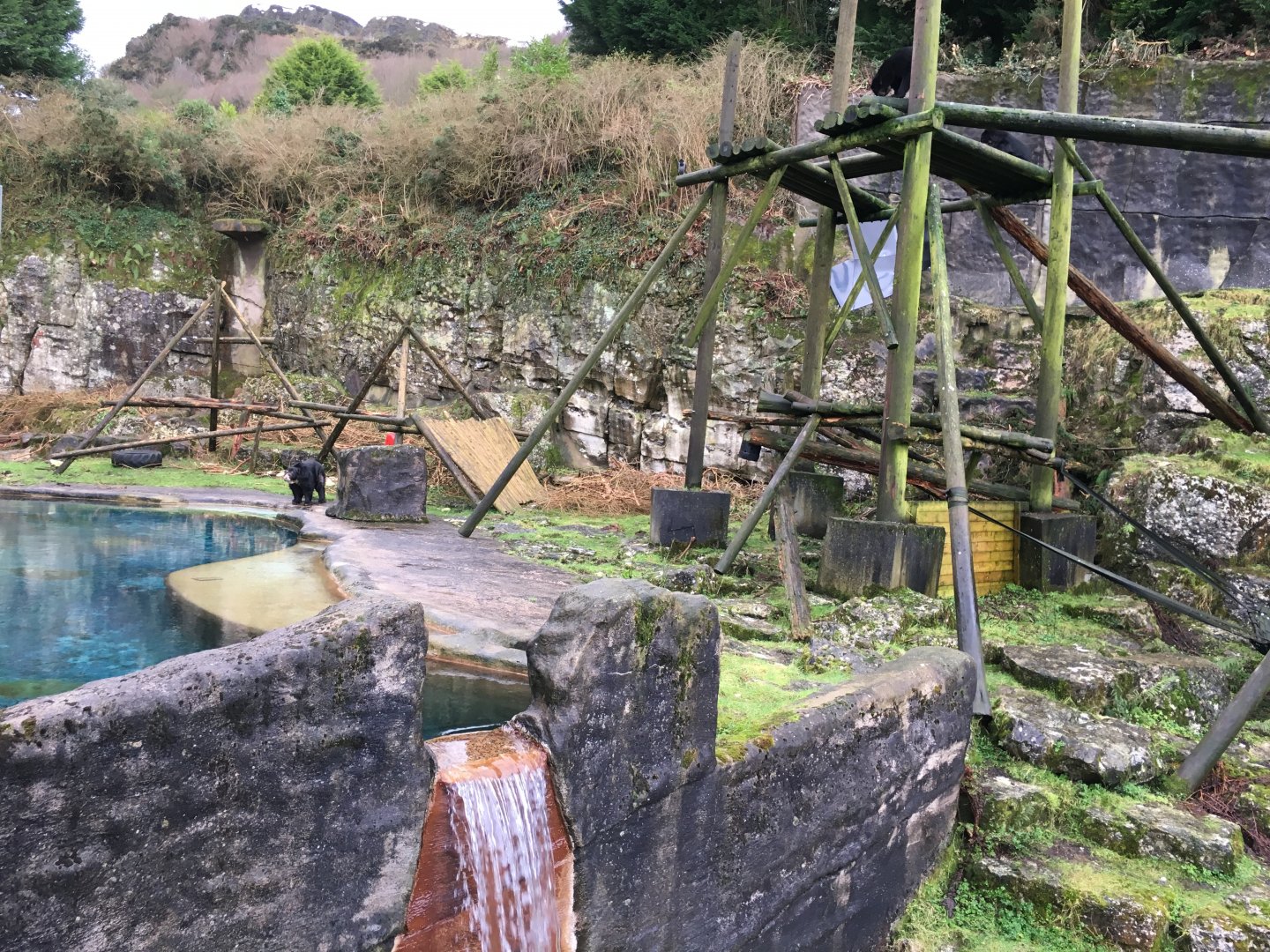 Spectacled Bear exhibit