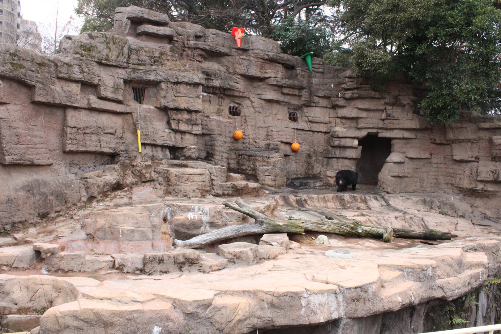 Spectacled bear exhibit