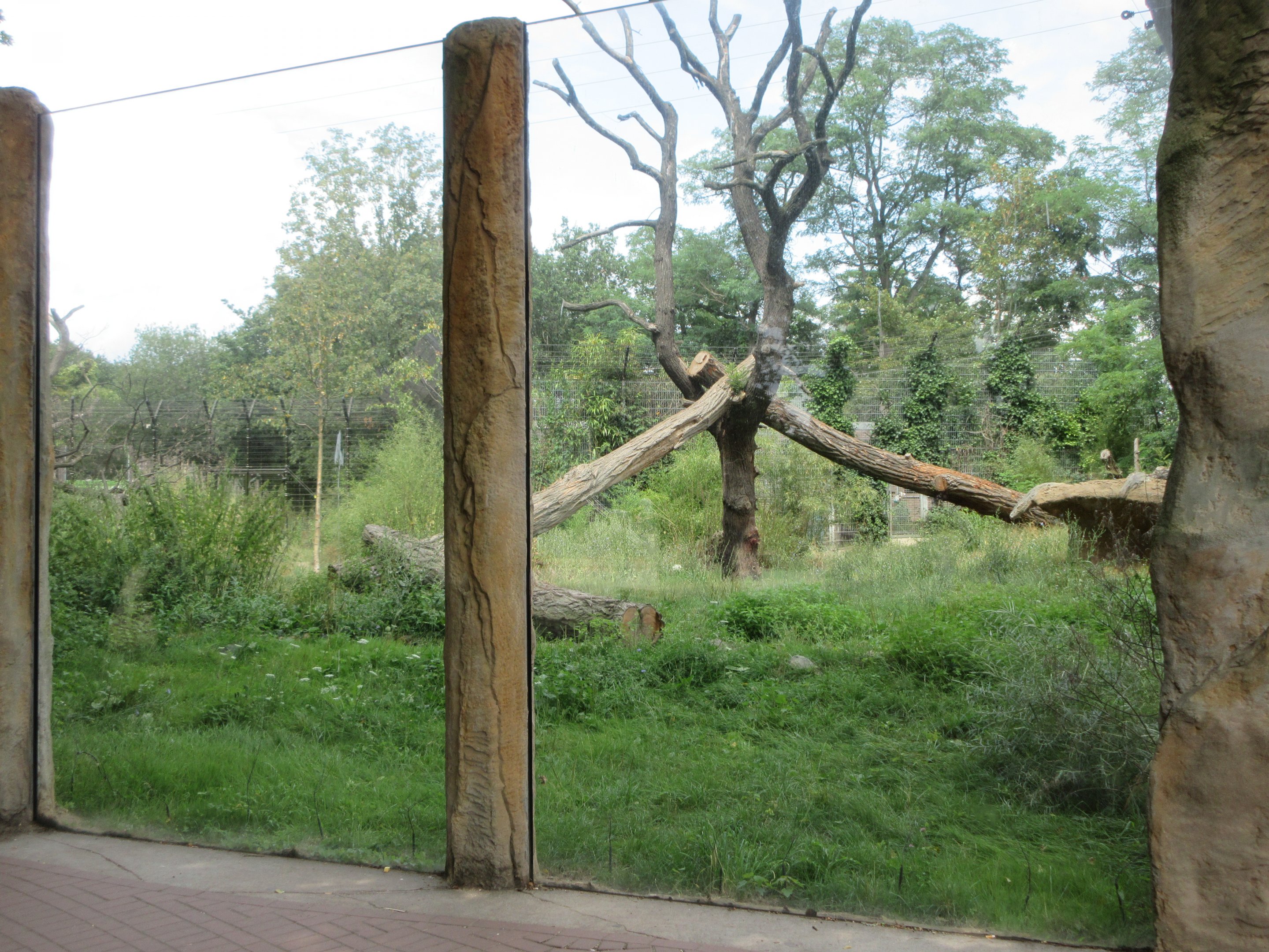 Spectacled Bear Exhibit