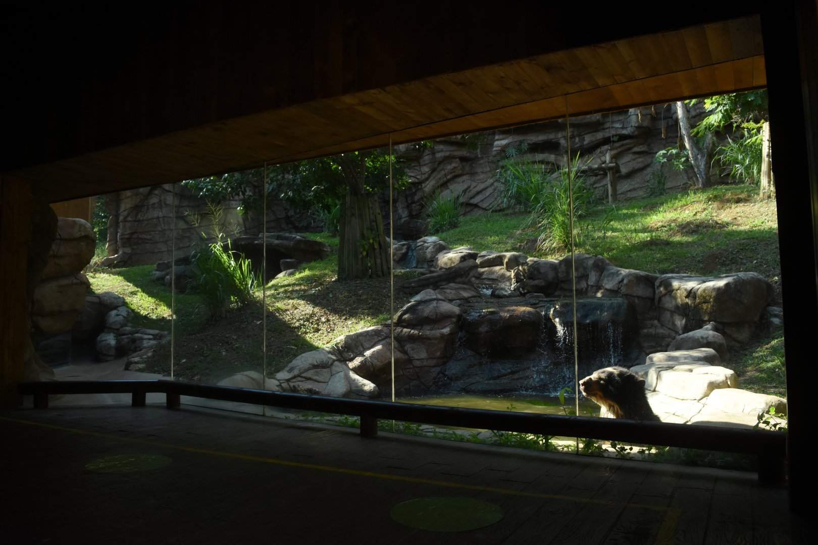 Spectacled bear exhibit