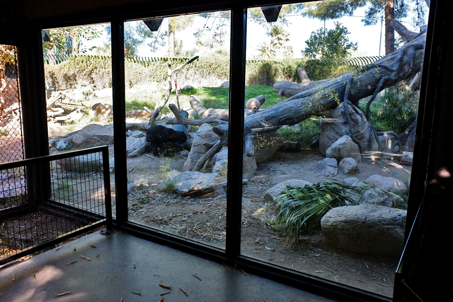 spectacled bear exhibit