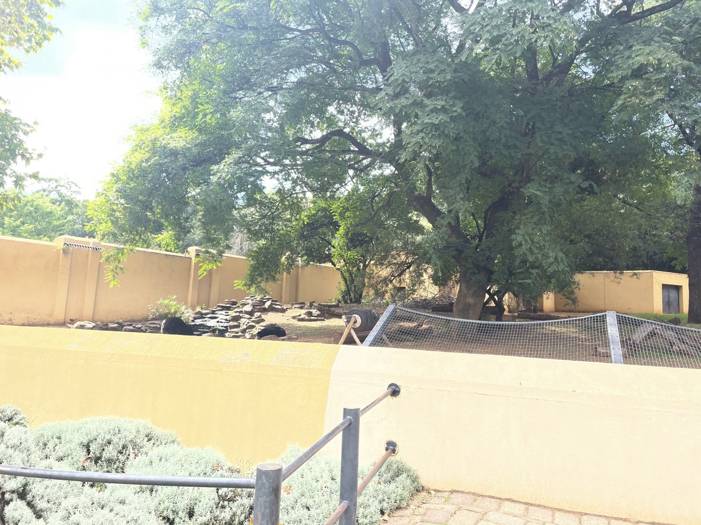 Spectacled Bear Exhibit
