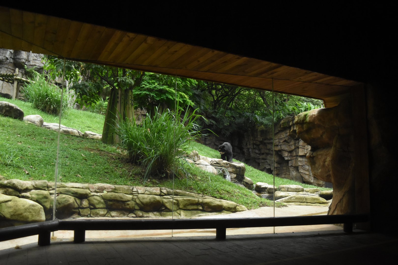 Spectacled bear exhibit