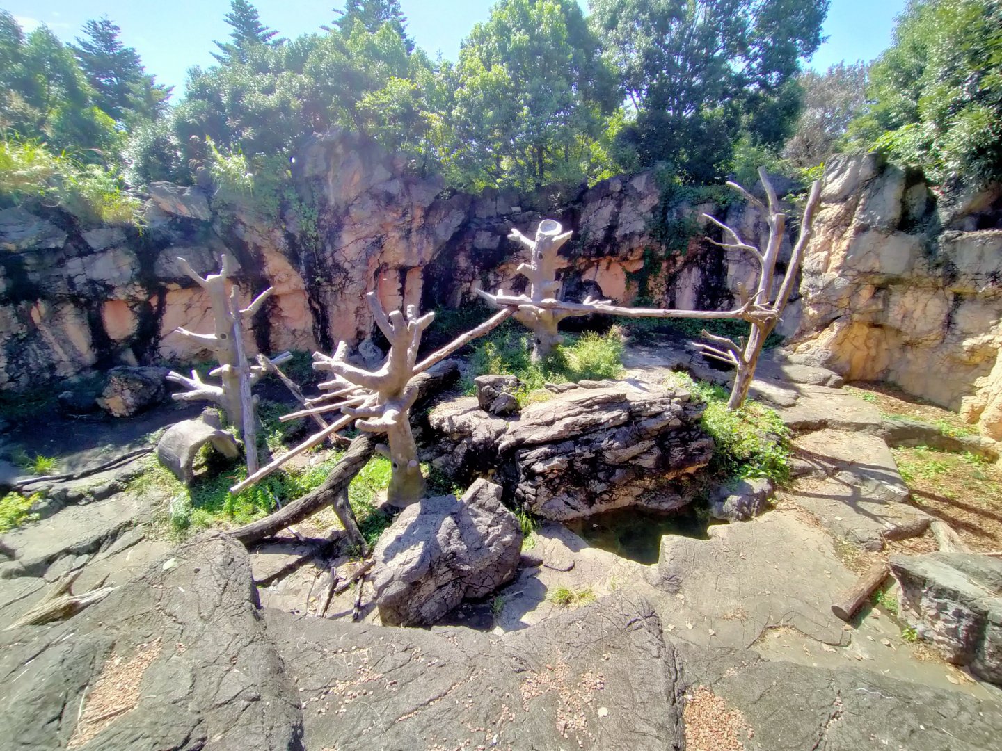 Spectacled bear exhibit