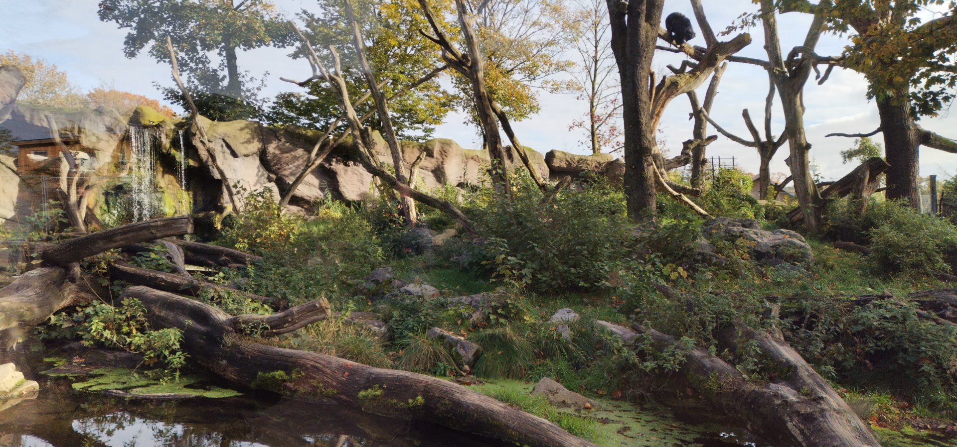 Spectacled Bear exhibit
