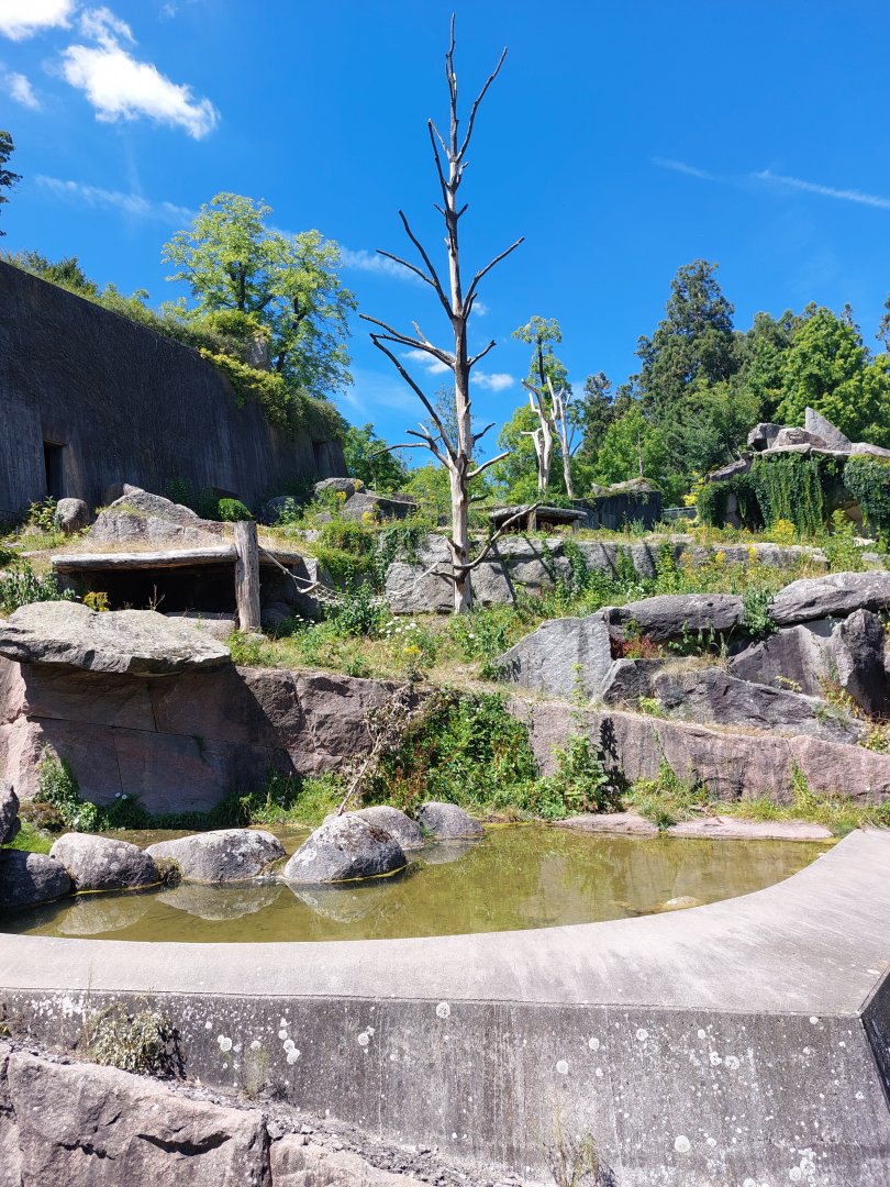 Spectacled bear exhibit